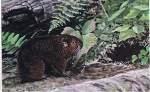 Mountain Beaver, ott hosszú bajusz vezeti őket sötét alagutakon
